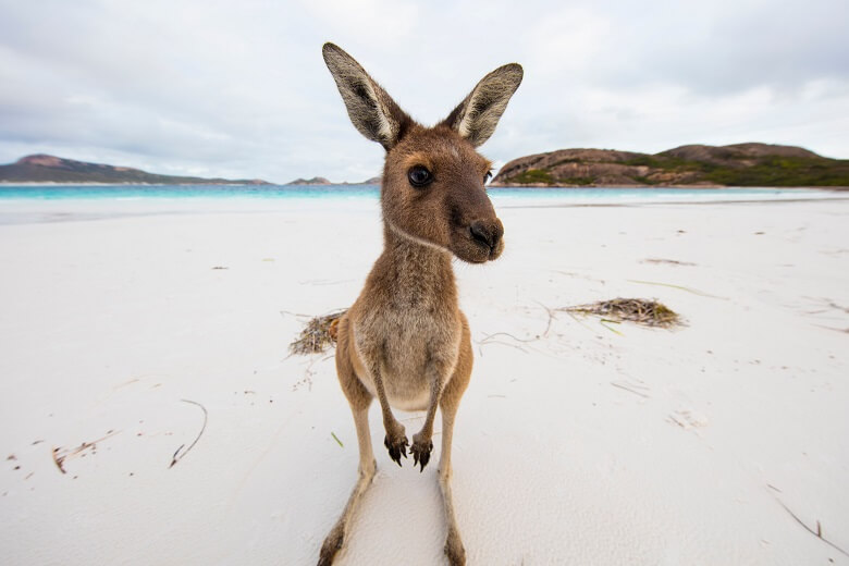 Känguru in Australien am Strand 