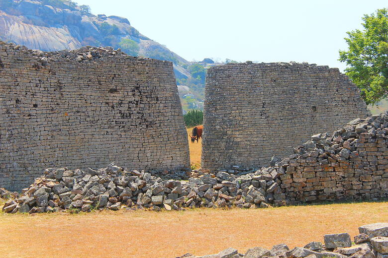 Eine Person erhascht einen Blick auf eine Kuh, die in Great Zimbabwe grast
