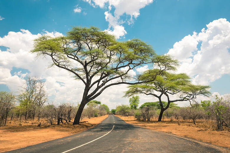 Afrikanische Landschaft mit leerer Teerstraße und Bäumen in Simbabwe